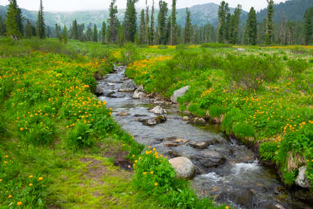 A clean mountain river flowing in the taiga through a valley with blooming baths, the Latin name is Trollius. Ergaki National Park, Krasnoyarsk Territory, southern Siberia, Russiaの写真素材
