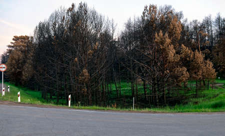 Burnt trees near the road after a forest fire - birch, aspen and pine