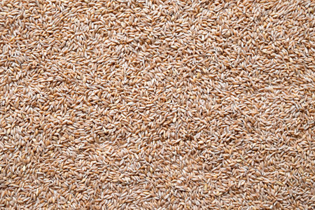 Wheat grain texture. Abstract cereal background. View from aboveの写真素材