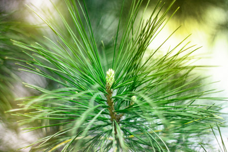 A branch of a coniferous tree with long needles is illuminated by the sun. Pine, spruce, cedar...