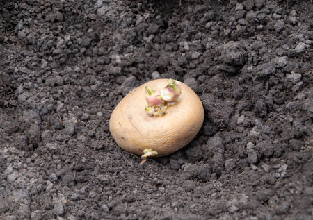 Seed organic potatoes with sprouts prepared for planting, lies on the groundの写真素材