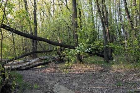 In a dense spring forest, trees fell across the road, blocking traffic