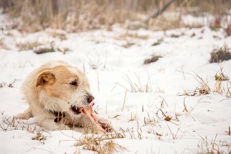 Hungry dog gnaws a bone on snowy ground.の写真素材