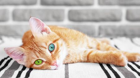 Red kitten with different eye color rests on the floor. postcard conceptの写真素材