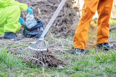 Two workers pick up trash in a park. Rake foliageの写真素材