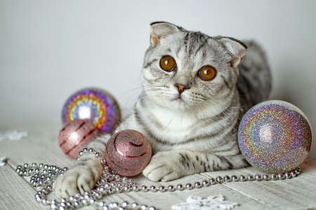 Cute scottish fold cat lies in christmas balls