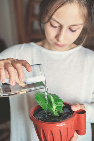 A teenage girl pours a home flower with water from a glass.の写真素材