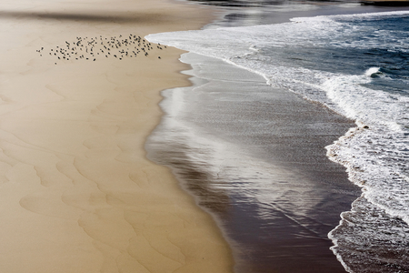 seagulls at sunrise on the beach with waves and cloudsの写真素材
