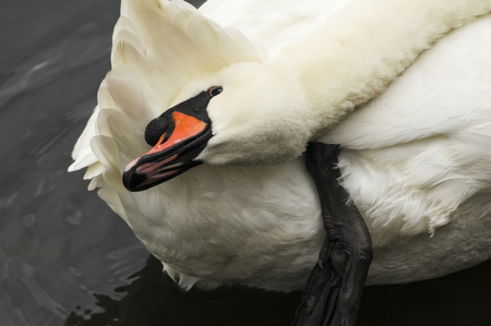 swan preening its feathers on the lake  close upの写真素材