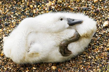 cygnet resting on the lake shoreの写真素材