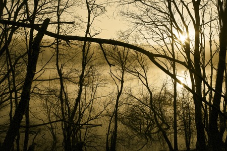 foggy swamp  with trees at sunrise in the lakeの写真素材