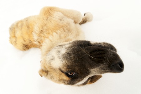 little mastiff puppy sheepdog in the snow of writer Leon Spain Description: little mastiff puppy...