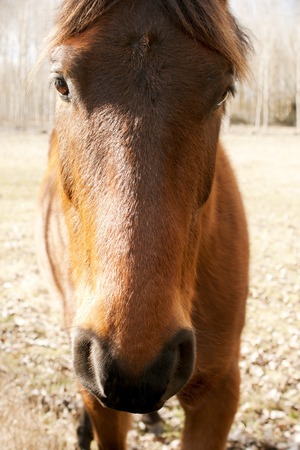 horse brown head closeup in the field of a village in Leon Spainの写真素材