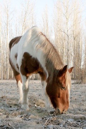brown and white horse in the field of a village in Leon Spainの写真素材