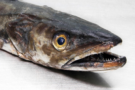 fresh atlantic hakes merluccius merluccius on  steel exhibitor