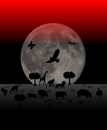 Jungle moonの写真素材