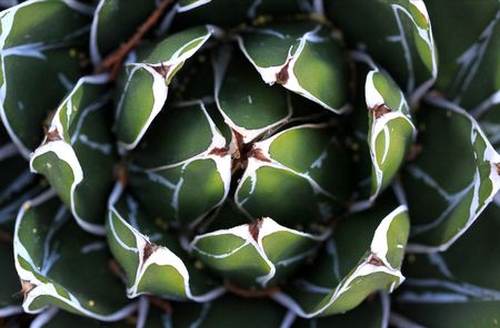 Cactusの写真素材