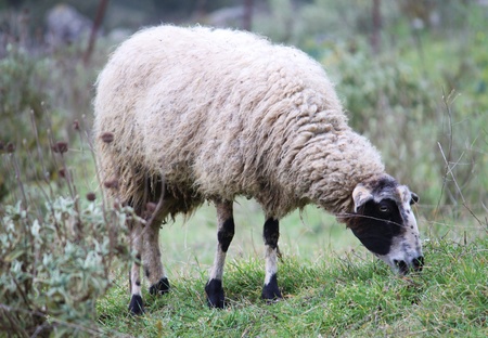 Sheepの写真素材