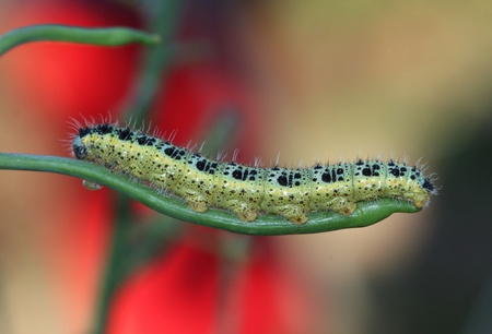Caterpillarの写真素材