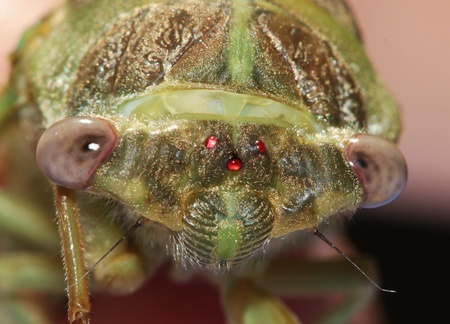 Cicada's faceの写真素材