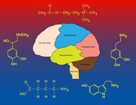 Common neurotrasmittersの写真素材