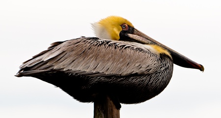 Pelican Perchの写真素材