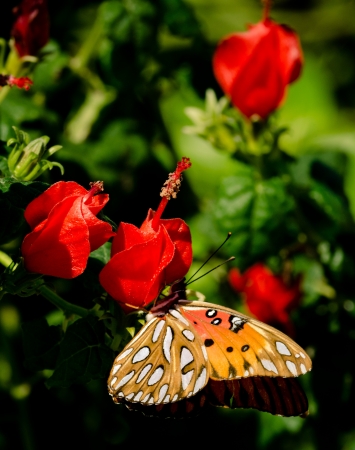 Butterfly on a red flower の写真素材