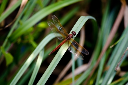 Red Dragonfly on a Blade of Grassの写真素材