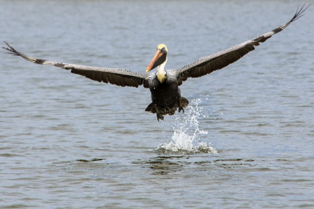 Flying Brown Pelicanの写真素材
