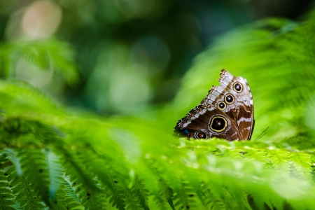 Common Buckeye Butterflyの写真素材