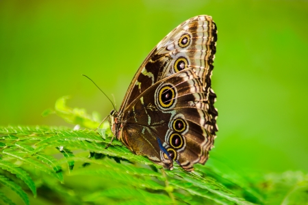 Common Buckeye Butterfly