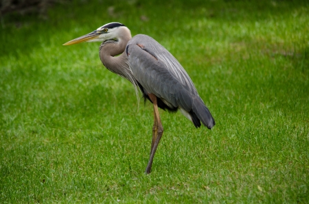 Great Blue Heronの写真素材