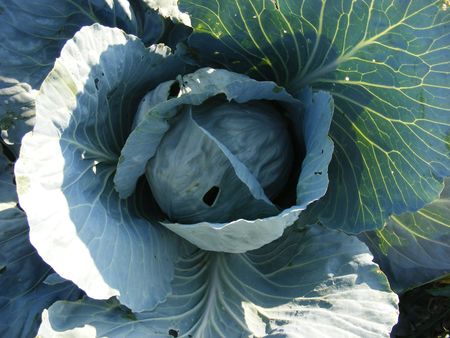 cabageの写真素材