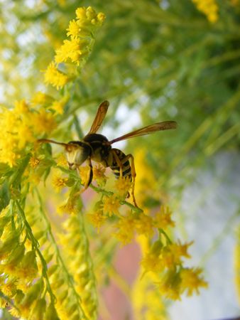 wasp on yellow flowerの写真素材