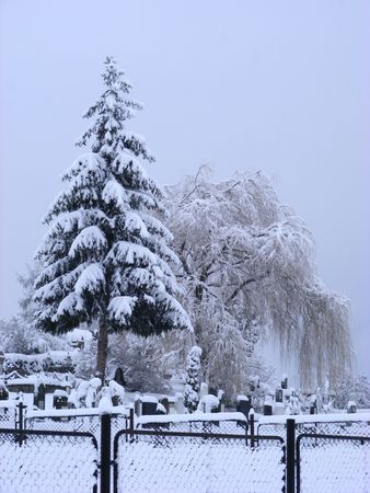 Cemetery in winter with pine and willowの写真素材