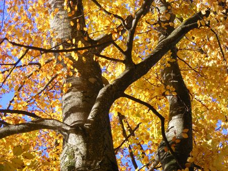 Yellow autumn tree and blue skyの写真素材