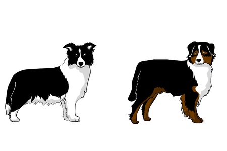 australian sepherd, border collieのイラスト素材