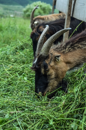 Bucks, billies, rams eating grassの写真素材