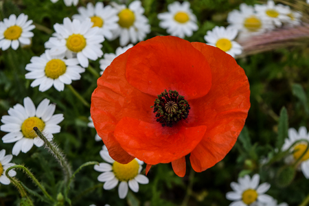 Poppy with chamomileの写真素材