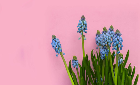 Grape hyacinth, Atlantic, Spring flower on pink backgroundの写真素材