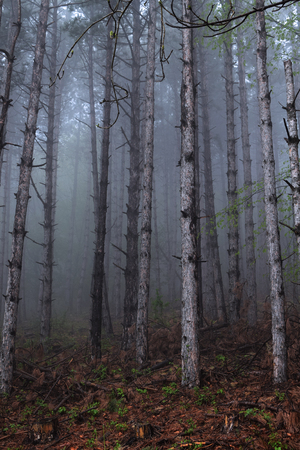 Pine tree trunks in mystの写真素材