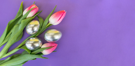 Tulips with silver eggs on purple background, Easterの写真素材