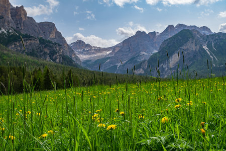 Meadow with dandelions in Dolomites, Italyの写真素材