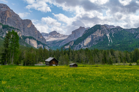 Meadow in the Dolomites in summer, Italy.の写真素材