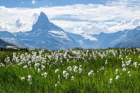 View of the Matterhorn trough Cottongrass, Eriophorumの写真素材