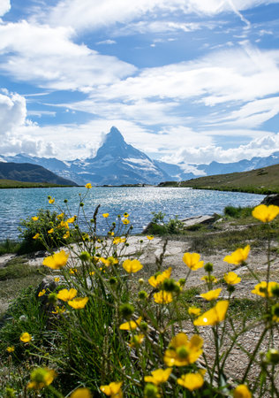 View of the Stellisee and Globeflower with the Matterhorn in the backgroundの写真素材