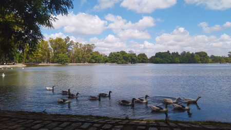 Ducks in the lakes of Palermo. January 25, 2017. Buenos Aires - Argentinaの写真素材