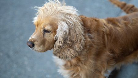 Cute dog with cute hair looking to a spotの写真素材
