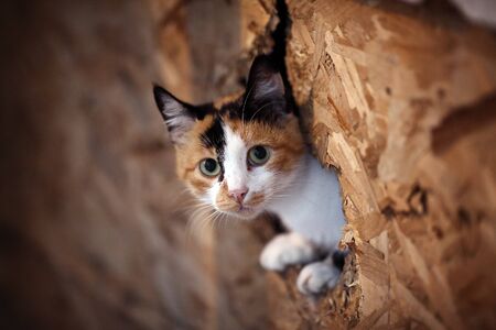 Cute Cat Looking From a Tiny Holeの写真素材