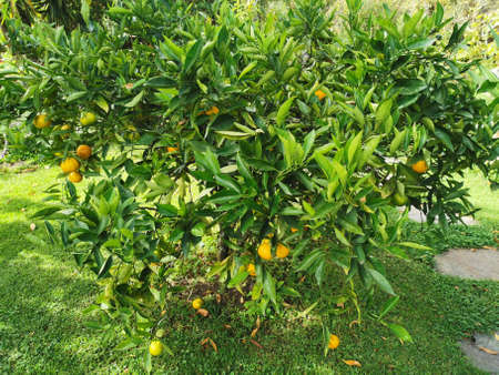 Wonderful life at sacred valley of the incas in Cuscoの写真素材